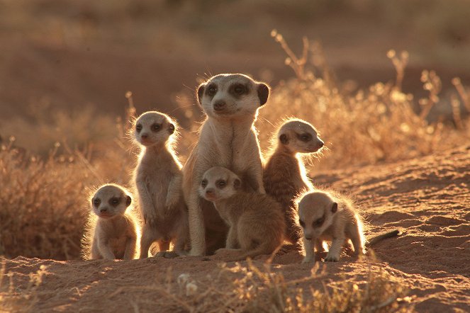 The Meerkats - Do filme