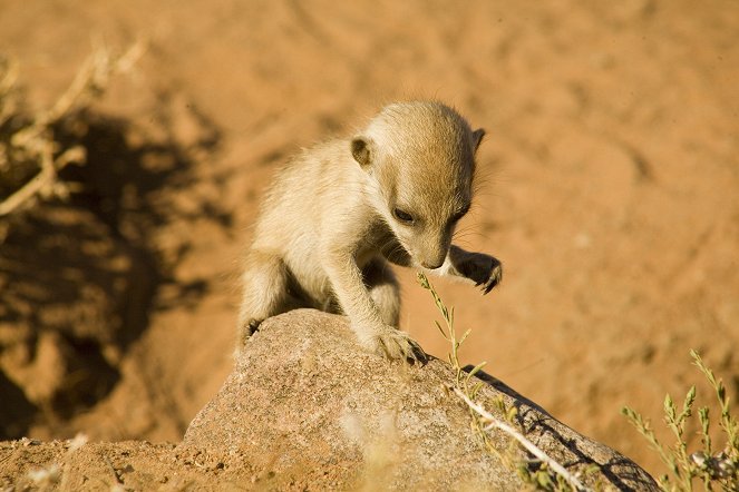 The Meerkats - Do filme