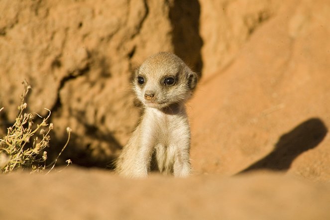 The Meerkats - Kuvat elokuvasta