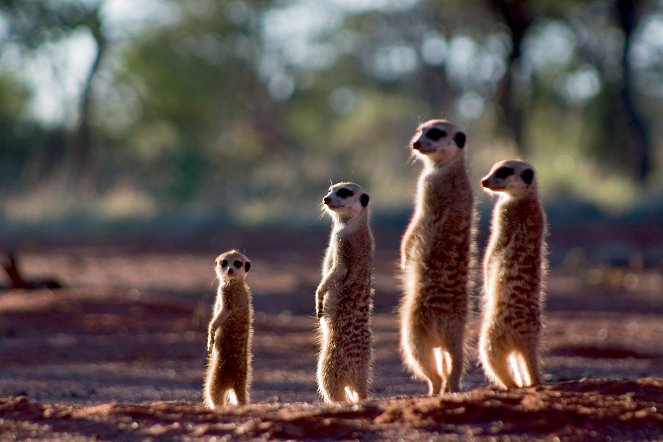 The Meerkats - Do filme