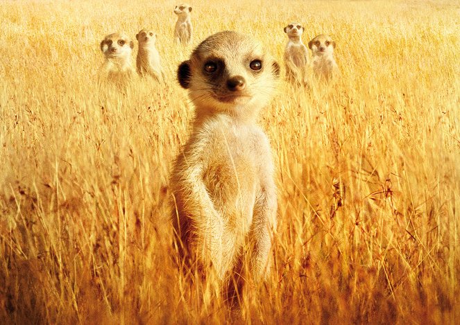 The Meerkats - Do filme