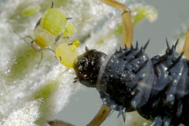 Insekten - Die besseren Schädlingsbekämpfer? - Filmfotos