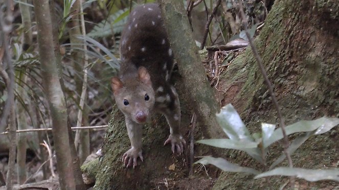 Quolls Fast and Furious - Filmfotos