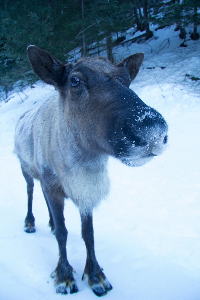 Super Senses: The Secret Power of Animals - Van film