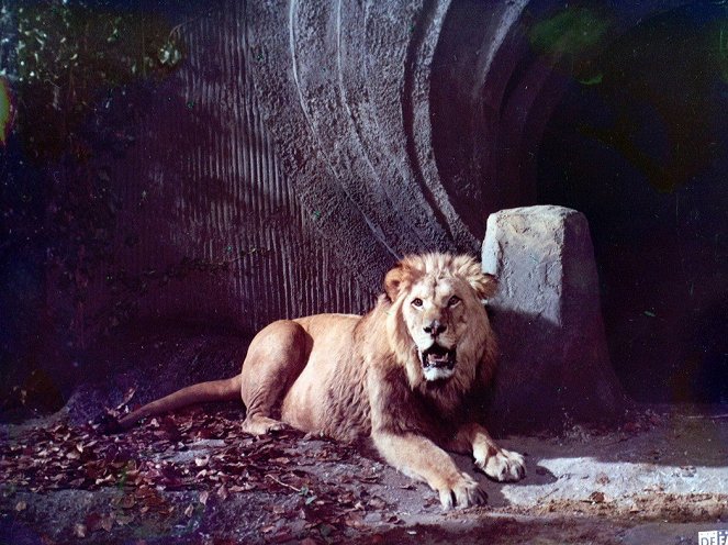 Princ se lví hřívou - Z filmu