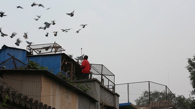 Himmel über Peking - Die Taubenzüchter der Altstadt - Photos