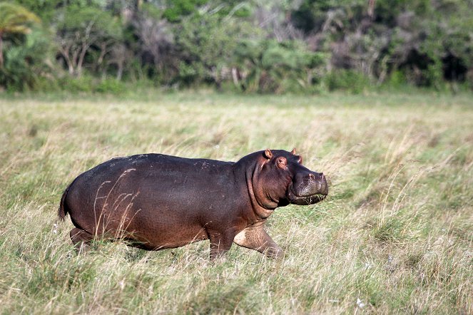 Juwel der Elefantenküste - Afrikas Wunderland Isimangaliso - Filmfotos