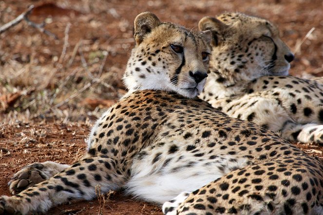 Universum: Juwel der Elefantenküste - Afrikas Wunderland Isimangaliso - Z filmu