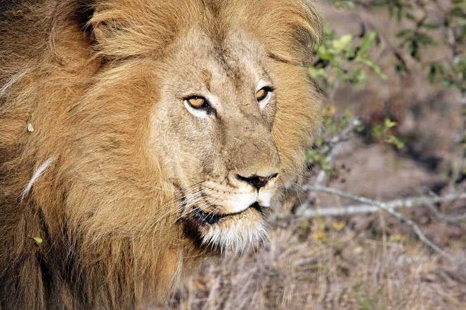 Universum: Juwel der Elefantenküste - Afrikas Wunderland Isimangaliso - Z filmu