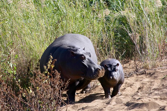 Universum: Juwel der Elefantenküste - Afrikas Wunderland Isimangaliso - Kuvat elokuvasta