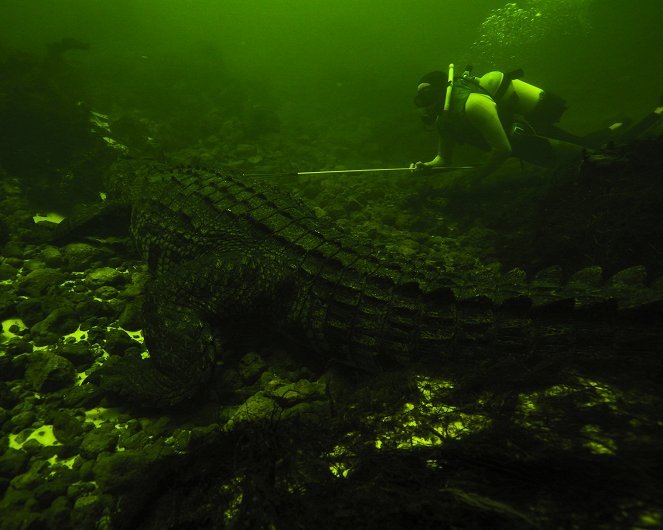 Le Labyrinthe des crocodiles - Film