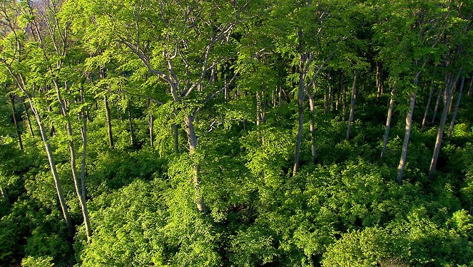 Wiener Wälder - Grüne Juwele - Filmfotos