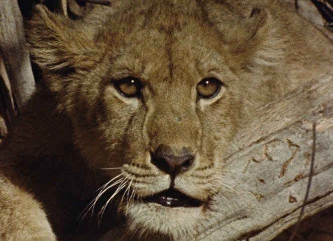 La Chasse au lion à l'arc - Van film