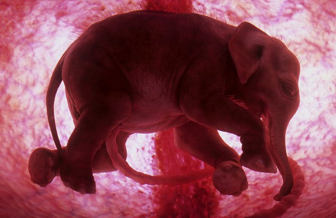Zvířata v děloze - Z filmu