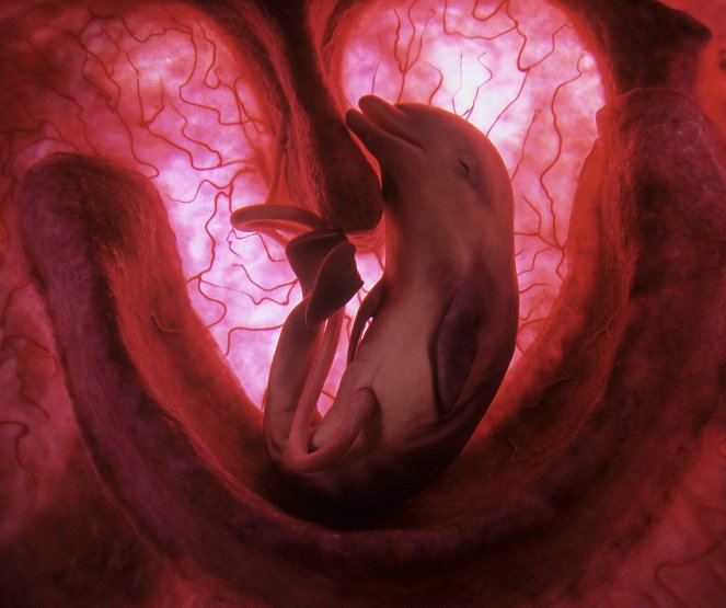 Animals in the Womb - Do filme