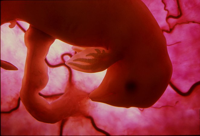 Animals in the Womb - Van film