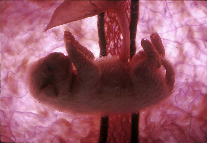 Animals in the Womb - Photos