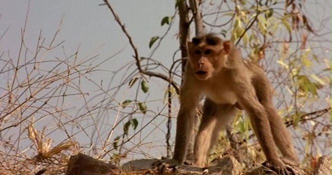 Hanuman - A majmok királya - Filmfotók