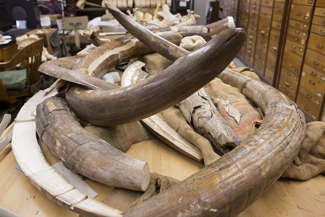 Mammoths - Giants of the Ice Age - Photos