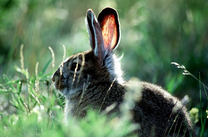 The Tale of the Hare and the Sun - Photos
