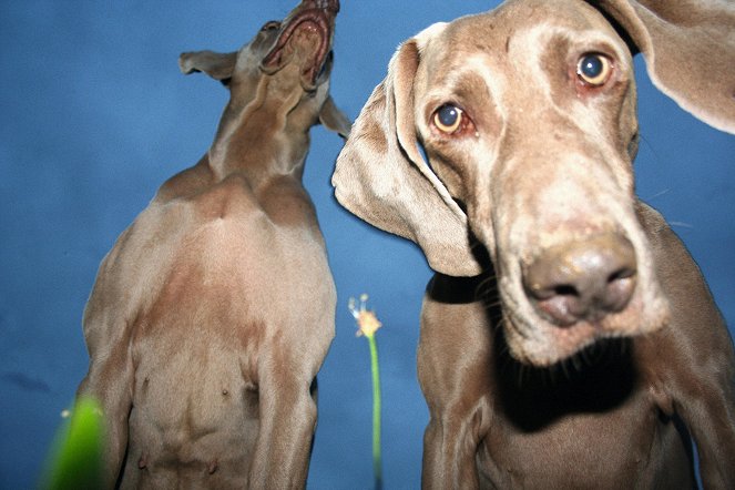 Universum: Jagdkumpane - Wie der Hund auf den Menschen kam - Filmfotók