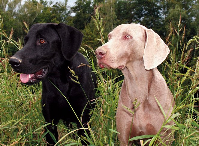 Hommes et chiens, compagnons de chasse - Photos