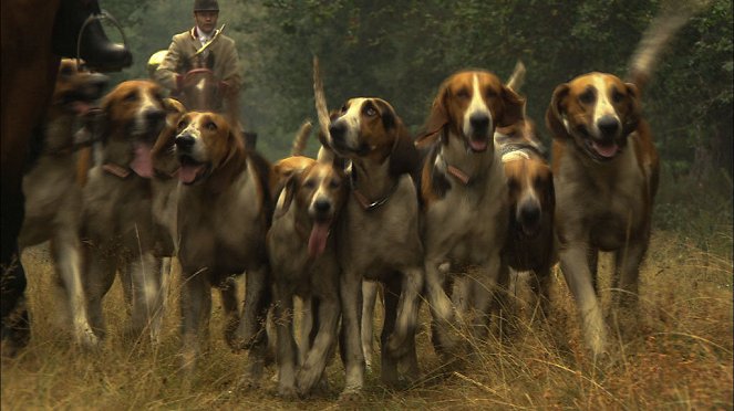 Universum: Jagdkumpane - Wie der Hund auf den Menschen kam - Filmfotók