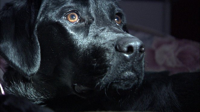 Universum: Jagdkumpane - Wie der Hund auf den Menschen kam - Van film