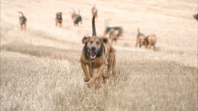 Jagdkumpane - Wie der Hund auf den Menschen kam - Filmfotos