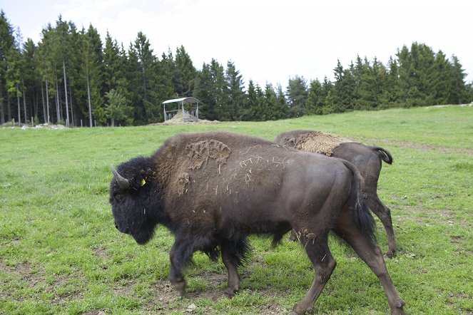 Auf schmalen Spuren - Eine Entdeckungsreise entlang der Waldviertel Bahn - Kuvat elokuvasta