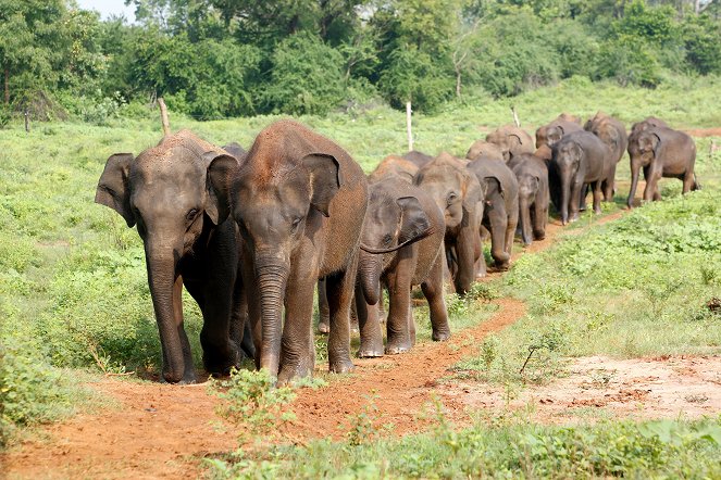 The Natural World - Sri Lanka: Elephant Island - De la película