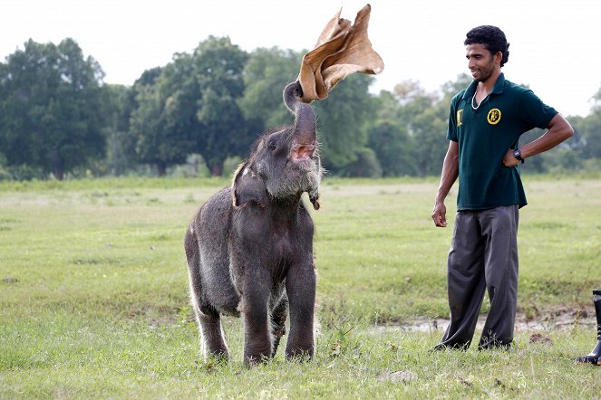 The Natural World - Sri Lanka: Elephant Island - De la película