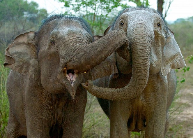 The Natural World - Sri Lanka: Elephant Island - De la película