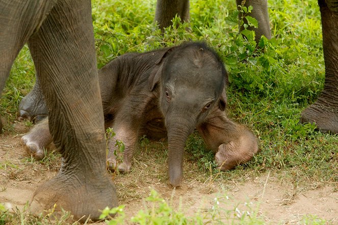 The Natural World - Sri Lanka: Elephant Island - Kuvat elokuvasta