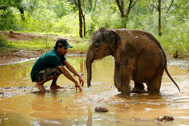 The Natural World - Season 32 - Sri Lanka: Elephant Island - Z filmu