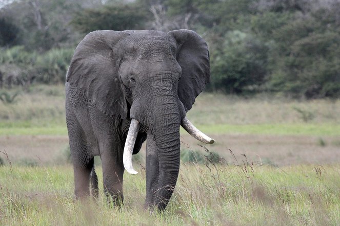 Im Reich der Königselefanten - Das Tembe Wildreservat in Südafrika - Z filmu