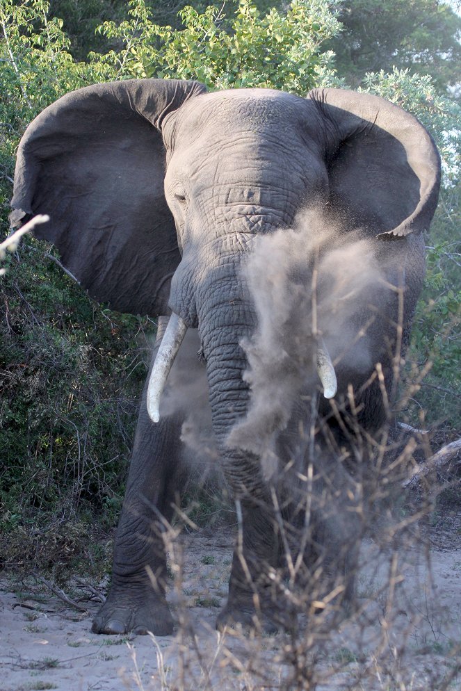 Az elefántkirályok birodalma - Tembe Elefánt Nemzeti Park - Filmfotók