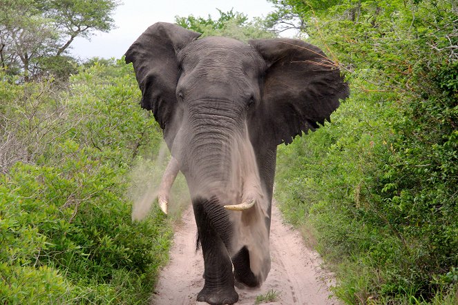 Im Reich der Königselefanten - Das Tembe Wildreservat in Südafrika - Photos