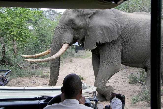 Im Reich der Königselefanten - Das Tembe Wildreservat in Südafrika - Van film