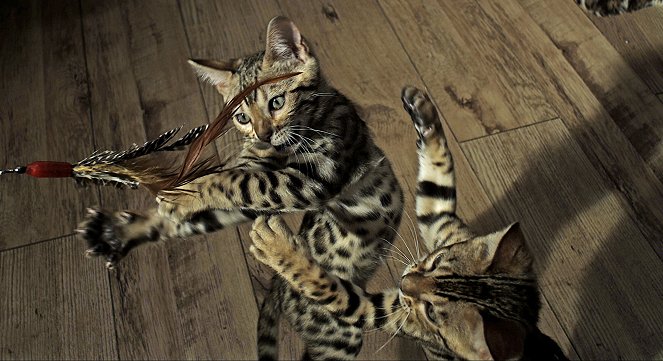 Pets: Wild at Heart - Photos