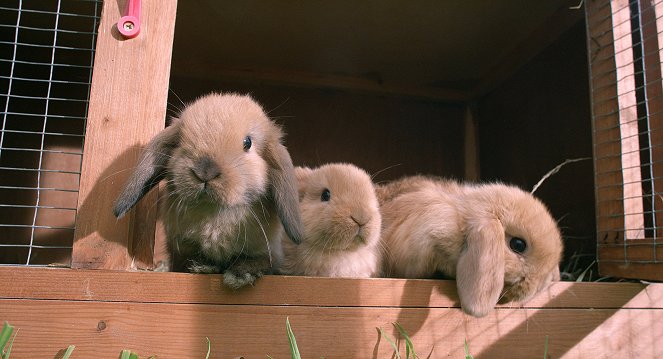 Lemmikkien villi sydän - Kuvat elokuvasta