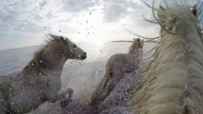 Pets: Wild at Heart - Filmfotók