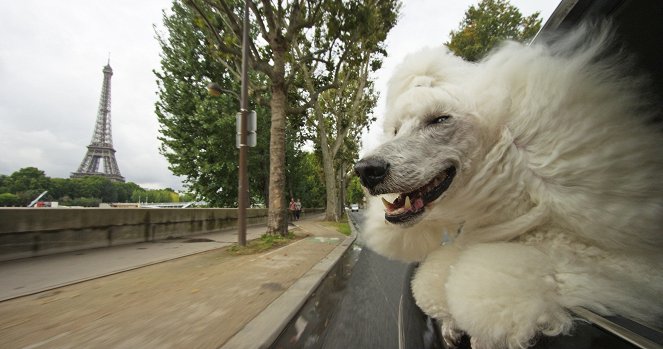 Pets: Wild at Heart - Filmfotók