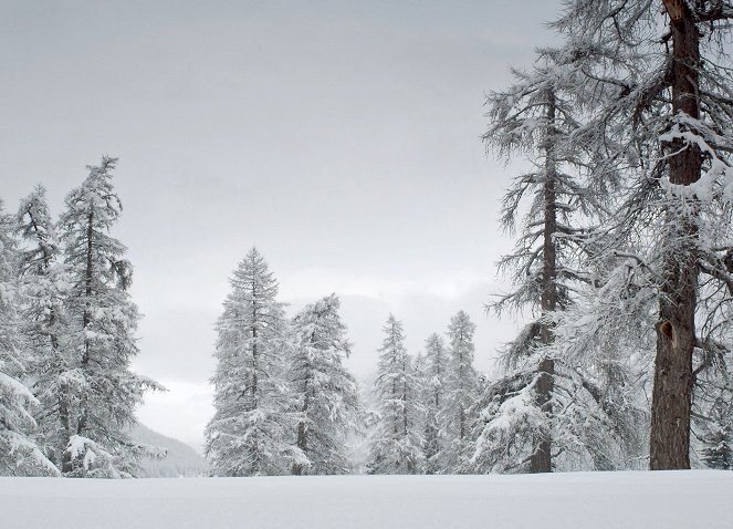 Das Geheimnis unseres Waldes - Photos