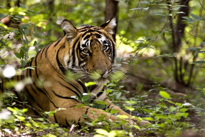The Natural World - Tiger Dynasty - De la película
