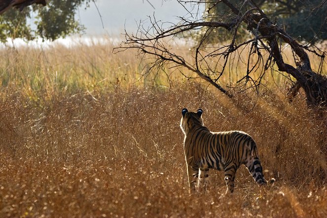 A természeti világ - Tiger Dynasty - Filmfotók