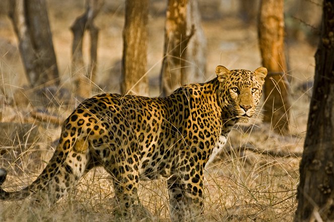 Natural World - Die Rückkehr des Tigers - Filmfotos