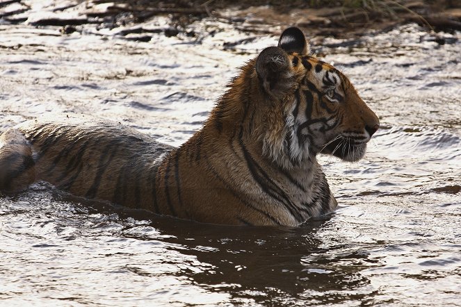 Prirodzený svet - Tiger Dynasty - Z filmu
