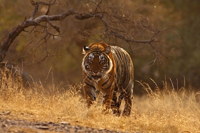 The Natural World - Tiger Dynasty - Film