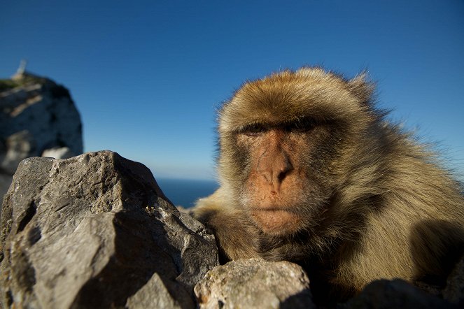 Monkey Planet - Filmfotók